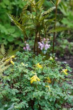 Rock fumewort (yellow corydalis) with fern in spring garden