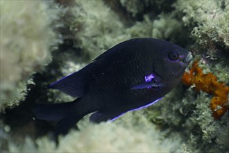Neon reef fish (Abudefduf luridus), El Cabron marine reserve dive site, Arinaga, Gran Canaria,