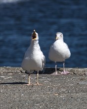 Calling european herring gull (Larus argentatus) on jetty, Hvide Sande, Midtjylland region,