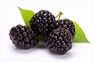 Blackberry fruits on white background. KI generiert, generiert AI generated