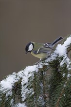 Great tit (Parus major) adult bird on a snow covered pine tree branch, England, United Kingdom,
