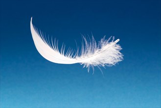 A single white feather, floating above a blue background