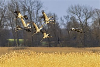 Cranes landing in a field on the Darss