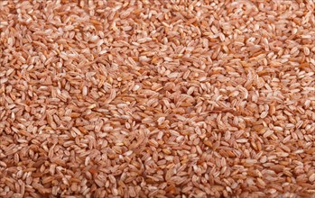Texture of unpolished brown rice. Side view, close up, macro. Natural background
