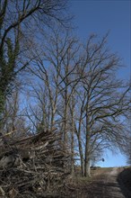 Bare oak trees (Quercus) left stacked felled oak trees (Quercus), Eckental, Middle Franconia,