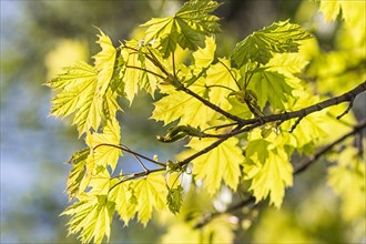 Young green leaves of maple in spring