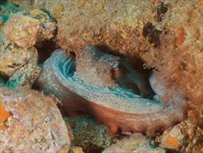 Portrait of common octopus (Octopus vulgaris) in its shelter. Dive site El Cabron Marine Reserve,