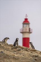 Magellanic penguins (Spheniscus magellanicus) in front of the lighthouse in the Penguin National