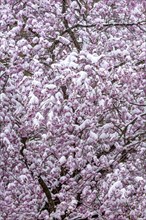 Blossoming apple tree (Malus domestica) apple, pink coloured blossoms covered with snow, onset of