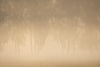Birches (Betula), morning mist, Lower Saxony, Germany, Europe
