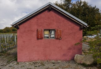 Red facade of a tool shed in a vineyard, red, facade, house, small, window, curtain, agriculture,