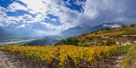 Vines in the Swiss Rhone Valley, wine, grapevine, agriculture, agribusiness, farming, wine-growing