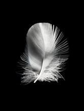 A small white bird feather in close-up