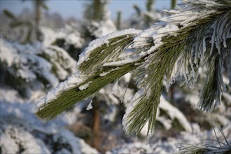 Norway spruce or Christmas (Picea abies) tree leaves or needles in a forest covered with snow in