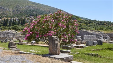 Flowering shrub in the foreground of ancient ruins and green hills, Archaeological site, Ancient
