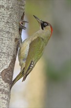 European green woodpecker (Picus viridis) female at the breeding den while feeding the young,
