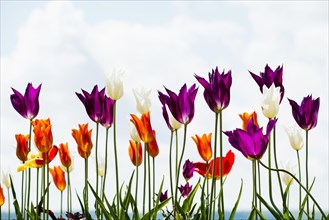 Blooming tulips, lakeside promenade, Ueberlingen, Lake Constance, Baden-Wuerttemberg, Germany,