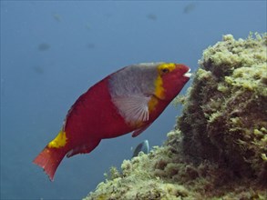 Mediterranean parrotfish (Sparisoma cretense), dive site Los Cancajos, La Palma, Canary Islands,