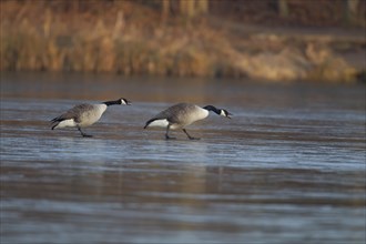 Canada goose (Branta canadensis) two adult birds on a frozen lake in winter, England, United