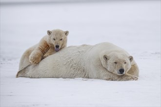 Polar bear (Ursus maritimus), mother and young lying peacefully in the snow, Kaktovik, Arctic