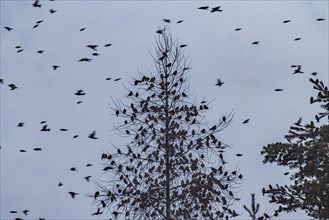Natural spectacle in the Swabian Alb. Flocks of bramblings (Fringilla montifringilla) spend the