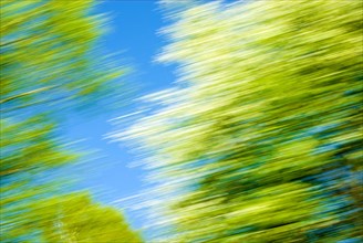 Shrubs and trees in spring, motion blur from a train