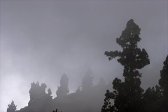 Pine tree in the mist from tradewind, La Palma, Canary Islands, Spain, Europe