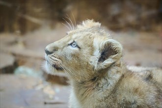 Asiatic lion (Panthera leo persica) cub, portrait, captive