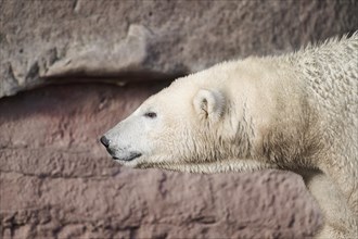 Polar bear (Ursus maritimus) portrait, captive, Germany, Europe