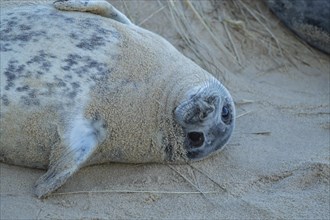 Atlantic grey seal (Halichoerus grypus) juvenile animal resting on a beach, Norfolk, England,