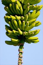 Banana Plantation, La Palma, Canary Islands, Spain, Europe