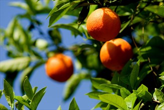 Orange fruit in a Tree in Sorrent, Campania, Italy, Europe