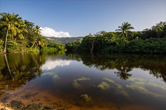 View of a river arm, a tropical mangrove landscape and the natural surroundings of Grande Anse