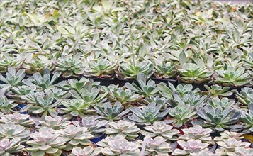 Small succulent plants background. greenhouse, top view, floral texture