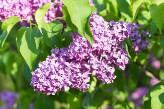 Blooming lilac in the botanical garden in spring