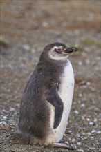 Magellanic penguin (Spheniscus magellanicus) in the Penguin National Park on Magdalena Island,