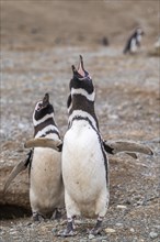 Magellanic penguins (Spheniscus magellanicus), one with open beak for calling, Penguin National