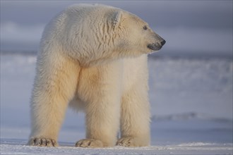 Polar bear (Ursus maritimus), standing and observing in pack ice, Kaktovik, Arctic National