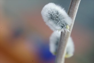Close-up of a fluffy willow catkin with a blurred, pastel-coloured background Salix caprea