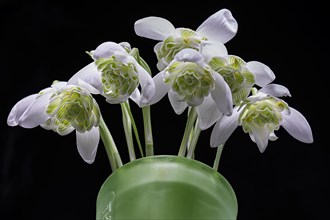 Double snowdrops (Galanthus nivalis) in a green vase on a dark background, Bavaria, Germany, Europe