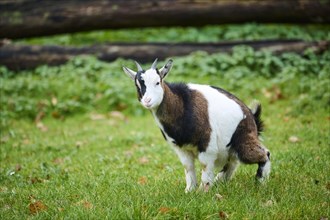 Domestic goat (Capra hircus) standing on a meadow doing pee, Bavaria, Germany, Europe