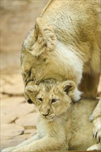 Asiatic lion (Panthera leo persica) mother with her cub on a rock, captive