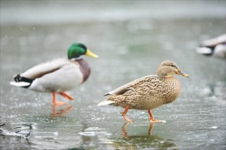 Wild duck (Anas platyrhynchos) female and male walking on the ice of a frozen lake, Bavaria,