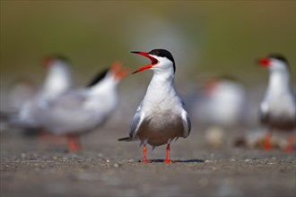 Common Tern (Sterna hirundo), calling in breeding colony, Danube Delta Biosphere Reserve, Romania,