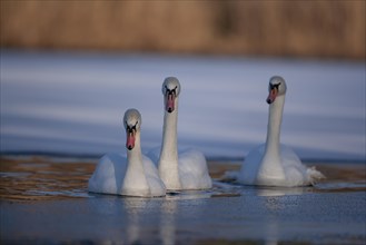 Mute swan (Cygnus olor) three adult birds on a frozen lake, England, United Kingdom, Europe