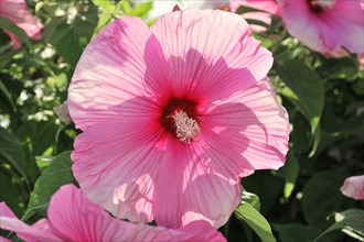 Flowering Hibiscus cultivar Red Heart (Hibiscus syriacus cultivar Red Heart) Florence, Tuscany,