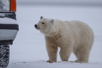 Polar bear (Ursus maritimus), approaching car, dangerous, Kaktovik, Arctic National Wildlife