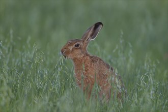 Brown hare (Lepus europaeus) adult animal feeding in a farmland oat field, Suffolk, England, United