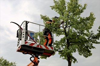 Workers on the work platform pruning or maintaining trees