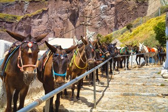 Mules waiting for tourists, Fira, Santorini, Thira, Cyclades, Greece, Europe